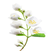 یاس