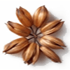 امبرت