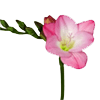 فریزیا
