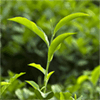 چای سبز