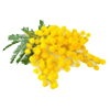 گل میموزا