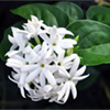 یاس رازقی