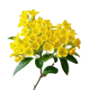 گل ماهونیال