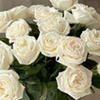 گل های سفید